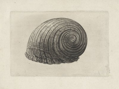 Shell, tonna galea Shells (sorozat címe) alkotó: Wenceslaus Hollar