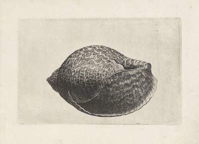 Shell, tonna perdix Shells (sorozat címe) alkotó: Wenceslaus Hollar