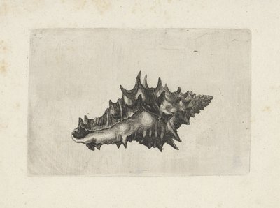 Kagyló, váza kerámia Shells (sorozat címe) alkotó: Wenceslaus Hollar