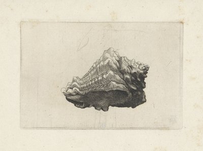 Kagyló, vasum muricatum született Shells (sorozat címe) alkotó: Wenceslaus Hollar