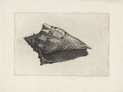 Kagyló, voluta ebraea Shells (sorozat címe) alkotó: Wenceslaus Hollar
