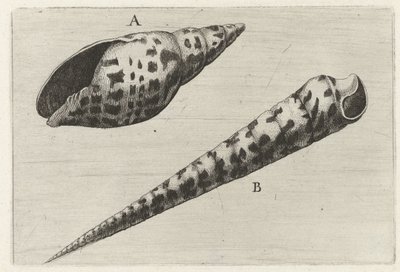 Schelpen, mitra cardinalis (A) a terebra subulatában (B) Schelpen (sorozat címe) alkotó: Wenceslaus Hollar