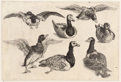 Hét kacsa alkotó: Wenceslaus Hollar