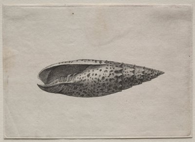 Kagylók: Mitra papalis L, c. 1640-es évek. alkotó: Wenceslaus Hollar