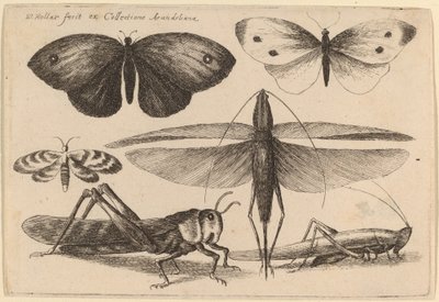 Hat rovar alkotó: Wenceslaus Hollar