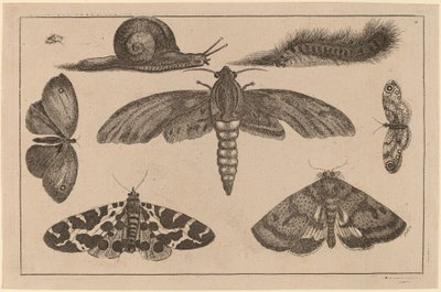 Hat rovar, egy hernyó és egy csiga alkotó: Wenceslaus Hollar