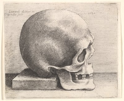 Koponya profilban jobbra, 1645. alkotó: Wenceslaus Hollar