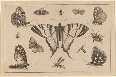 Fecskefarkú pillangó és tizenkét másik rovar alkotó: Wenceslaus Hollar