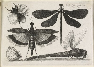 Pillangókészlet, egy a tizenkettőből, 1646 alkotó: Wenceslaus Hollar