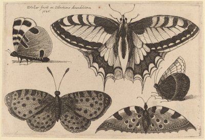 Három pillangó és két lepke alkotó: Wenceslaus Hollar