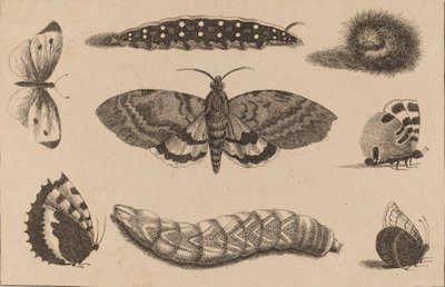 Három hernyó, egy lepke és négy pillangó. alkotó: Wenceslaus Hollar