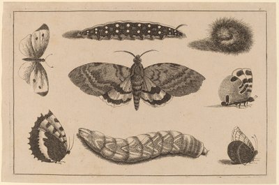 Három hernyó, egy lepke és négy pillangó alkotó: Wenceslaus Hollar