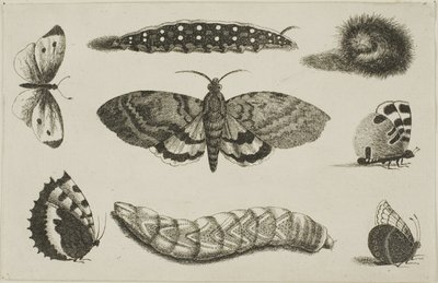 Három hernyó, egy lepke és négy pillangó alkotó: Wenceslaus Hollar