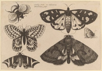 Három lepke, két pillangó és egy darázs alkotó: Wenceslaus Hollar