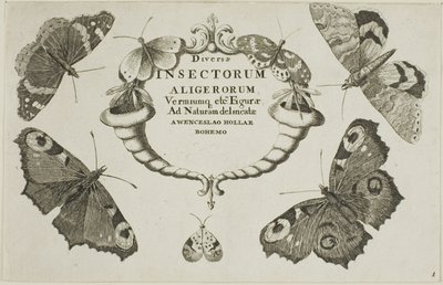 Címlap a Vegyes rovarokból alkotó: Wenceslaus Hollar