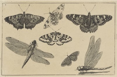 Két szitakötő és öt pillangó Különféle rovarok (sorozat címe) Diversae Insectorum (sorozat címe) alkotó: Wenceslaus Hollar