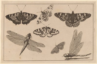 Két szitakötő és öt pillangó alkotó: Wenceslaus Hollar