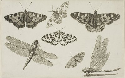 Két szitakötő és öt pillangó alkotó: Wenceslaus Hollar