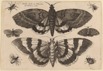 Két lepke és hat rovar alkotó: Wenceslaus Hollar