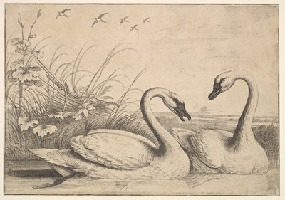 Két hattyú, 1654-58. alkotó: Wenceslaus Hollar