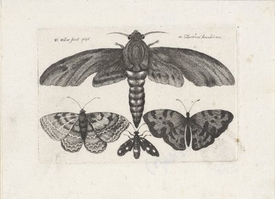 Pillangók és lepke Rovarok (sorozat címe) Muscarum Scarabeorum (sorozat címe) alkotó: Wenceslaus Hollar