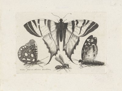 Pillangók és darázs Rovarok (sorozat címe) Muscarum Scarabeorum (sorozat címe) alkotó: Wenceslaus Hollar