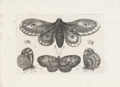 Pillangók, bogarak és egy lepke Rovarok (sorozat címe) Muscarum Scarabeorum (sorozat címe) alkotó: Wenceslaus Hollar