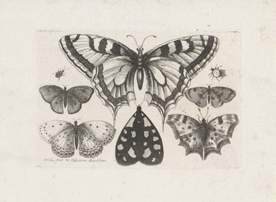 Pillangók, bogarak és egy lepke Rovarok (sorozat címe) Muscarum Scarabeorum (sorozat címe) alkotó: Wenceslaus Hollar