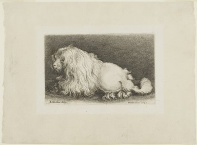 Fehér kutya alkotó: Wenceslaus Hollar