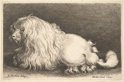 Fehér kutya, 1649. alkotó: Wenceslaus Hollar