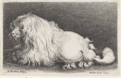 fehér kutya alkotó: Wenceslaus Hollar