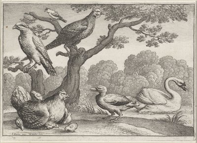 Hattyú, csirke csirkével és más madarakkal Különböző madarak (sorozat címe) alkotó: Wenceslaus Hollar