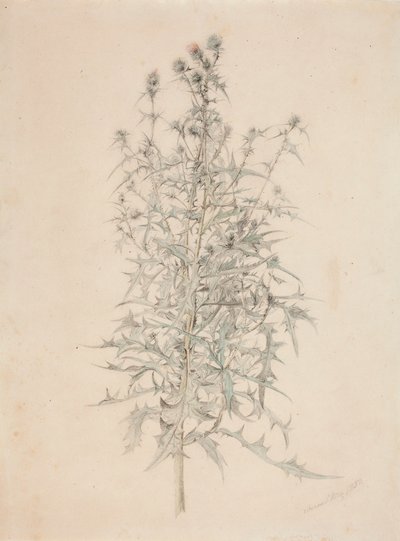 Thistle alkotó: Werner Holmberg