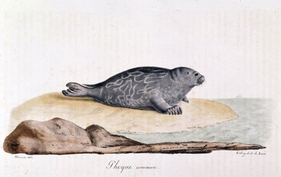 Seal Commum - Werner rajza alkotó: Werner Werner