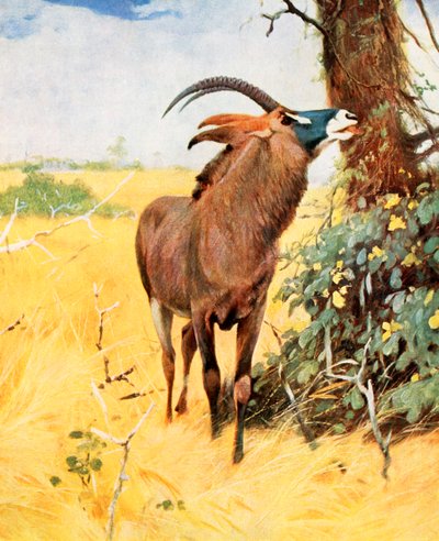  alkotó: Wilhelm (after) Kuhnert