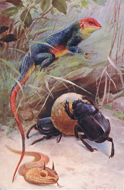 Gama, szarvas vipera és szent bogár, illusztráció a világ vadvilágából, 1910 körül alkotó: Wilhelm Kuhnert