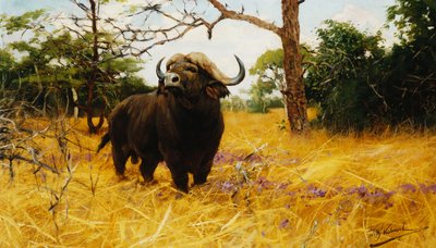 Egy kaffir bivaly a Prairie Grassben, alkotó: Wilhelm Kuhnert