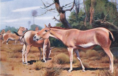 Ázsiai vadszamár, a Wildlife of the Worldből, Frederick Warne & Co., 1900 körül alkotó: Wilhelm Kuhnert