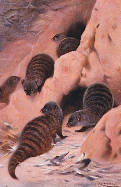 Banded Mongoose, illusztráció a Wildlife of the World, 1910 körül alkotó: Wilhelm Kuhnert