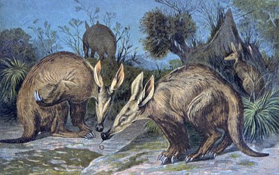 Cape aardvark, földes malac alkotó: Wilhelm Kuhnert