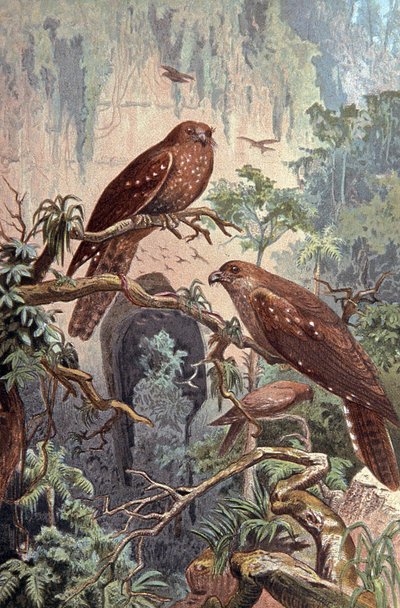 Guacharo-barlang, 1910 körül (illusztráció) alkotó: Wilhelm Kuhnert