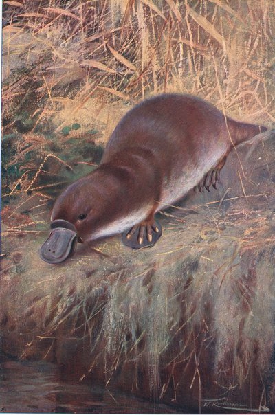 Kacsacsőrű, illusztráció a Wildlife of the World, 1910 körül alkotó: Wilhelm Kuhnert