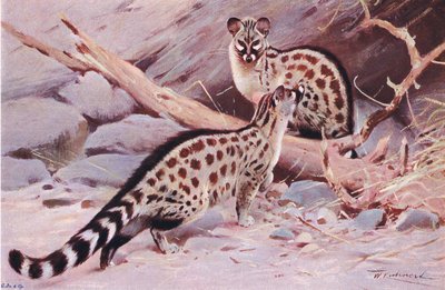 Dungola Genet, illusztráció: Wildlife of the World, 1910 körül alkotó: Wilhelm Kuhnert