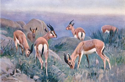 Gazelle, a Wildlife of the Worldből, a Frederick Warne & Co., 1900 körül alkotó: Wilhelm Kuhnert