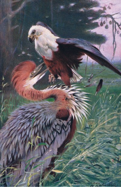 Óriás gém és tengeri sas, illusztráció a Wildlife of the World, 1910 körül alkotó: Wilhelm Kuhnert