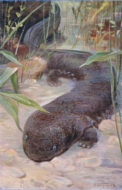 Óriásszalamander, a Wildlife of the Worldből, a Frederick Warne & Co., 1900 körül alkotó: Wilhelm Kuhnert