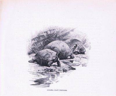 Óriás teknősök, illusztráció a Wildlife of the World, 1910 körül alkotó: Wilhelm Kuhnert