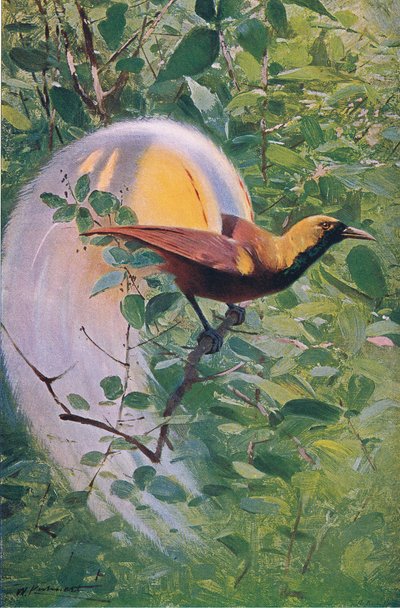 Nagy Paradicsommadár, illusztráció a világ vadvilágából, 1910 körül alkotó: Wilhelm Kuhnert