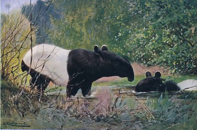 Indian Tapir, a Wildlife of the Worldből, a Frederick Warne & Co., 1900 körül alkotó: Wilhelm Kuhnert