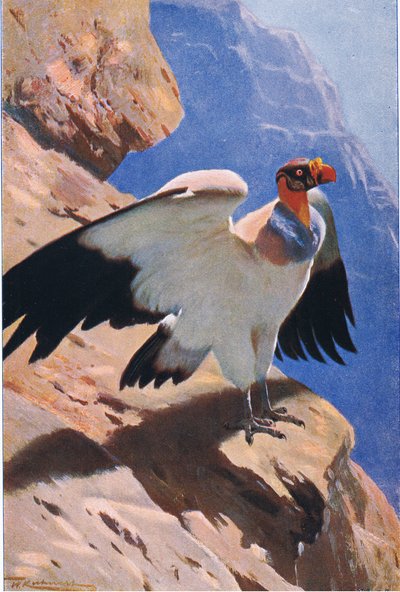 King Vulture, a Wildlife of the World-ből, Frederick Warne & Co., 1900 körül alkotó: Wilhelm Kuhnert